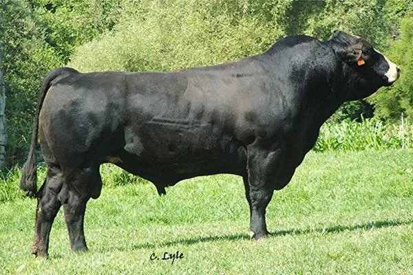A large black cow standing on green grass with trees in the background, facing right and holding an orange tag in its ear.