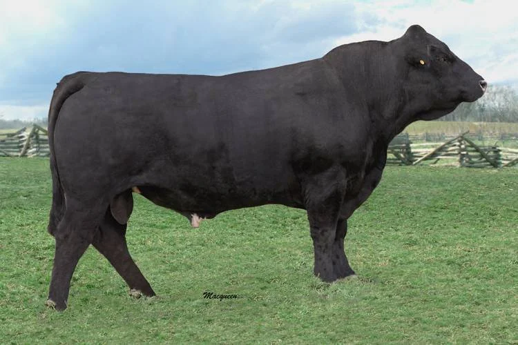 A large black bull standing on green grass with a wooden fence in the background.