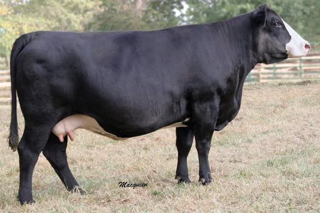 Black and white dairy cow standing in a field of grass with a wooden fence in the background.