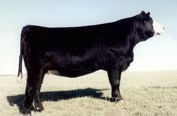 A black and white cow standing on grass in an open field.