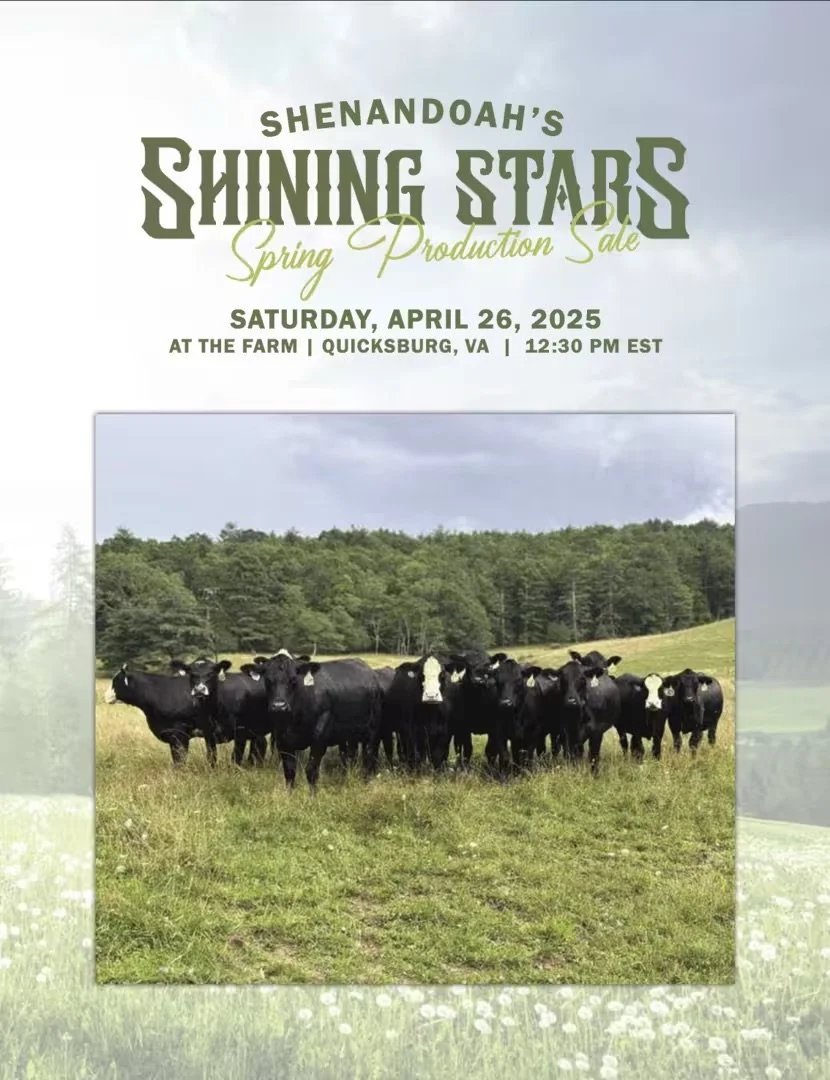 Poster announcing Shenandoah's Spring Production Sale on Saturday, April 26, 2025, at the farm in Quicksburg, VA, featuring a photograph of a herd of black cows standing in a grassy field with a line of trees and cloudy sky in the background.