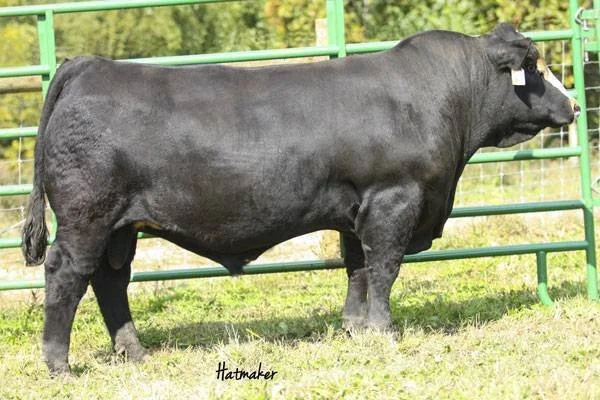 A black beef cattle standing on grass next to green metal fencing with trees in the background.