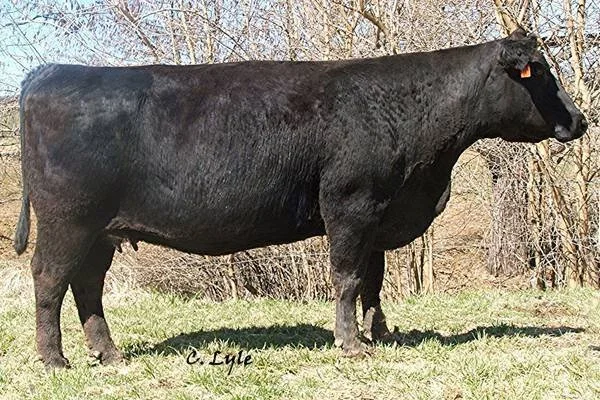 Black Angus cattle standing outdoors on grass, with leafless trees in the background.