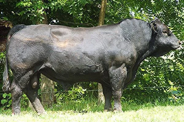 A large black buffalo standing on grass with trees in the background.