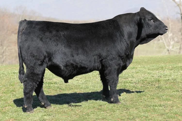 A large black Angus beef cattle standing on grassland outdoors, with a blurred background of trees and sky.