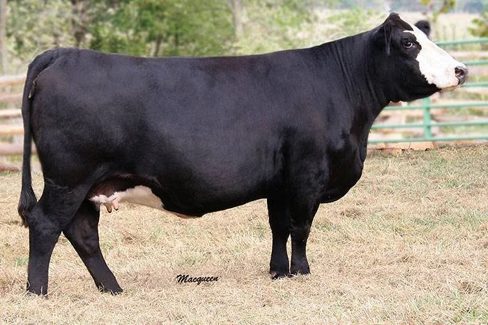 Black and white Holstein cow standing on grass in a fenced outdoor area.