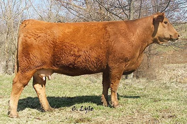 A large brown cow standing on grass with bare trees in the background.