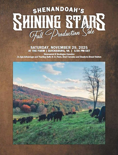 Poster for Shenandoah's Shining Stars Fall Production Sale, scheduled for Saturday, November 29, 2025, at the farm in Quicksburg, Virginia, starting at 1:00 PM EST. The sale features cattle with specific details about the breeds and advantages.