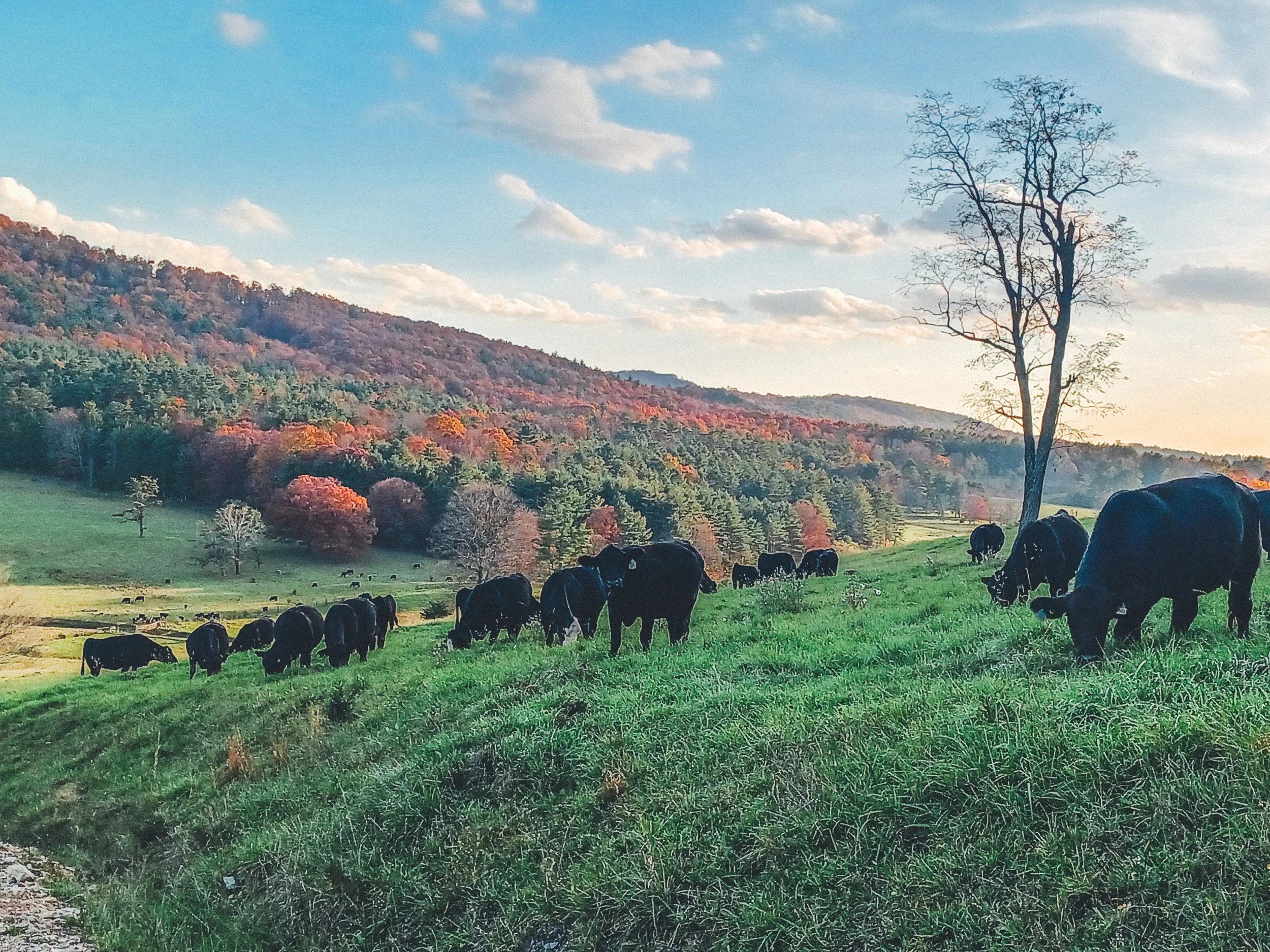 A herd of black cows grazing on a grassy hillside with a scenic autumn landscape, colorful trees, and a distant mountain in the background.