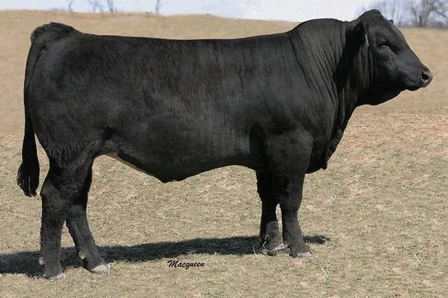 A large black cow standing in a grassy field with a light brown hill in the background.