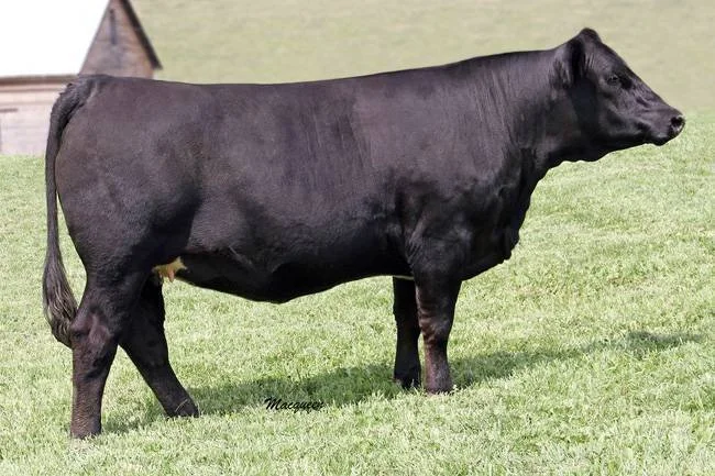A black cow standing on green grass with a barn in the background.
