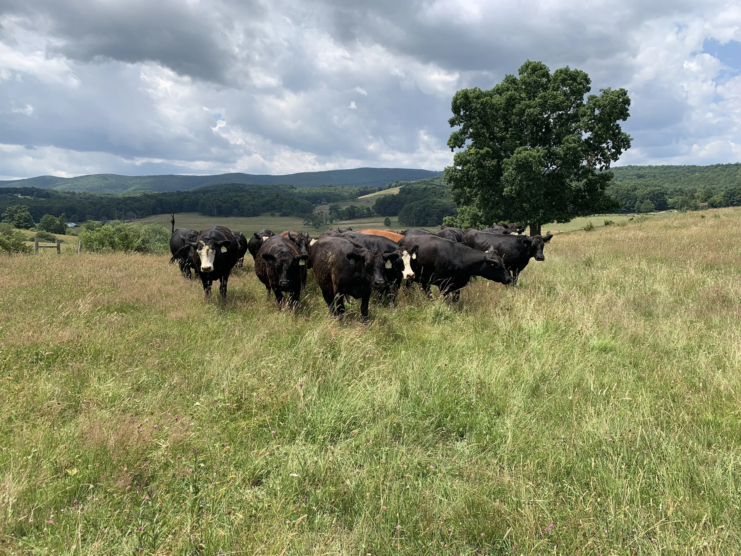A herd of black and white cows standing on a grassy field with a large tree, rolling hills, and a cloudy sky in the background.