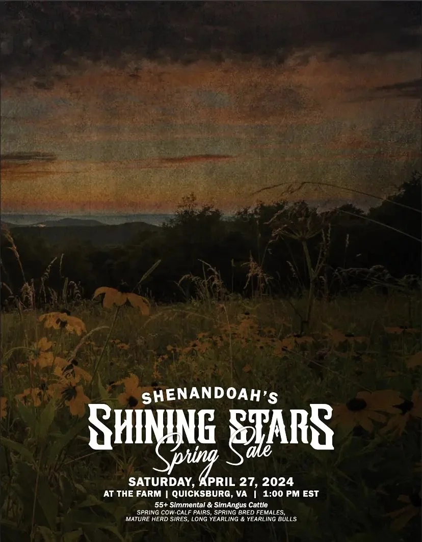 Sunset over a field with wildflowers and trees in Shenandoah, Virginia