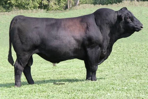 A large black bull standing on green grass in an outdoor setting.