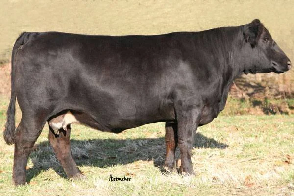 Side view of a black cow standing on grass in a field.