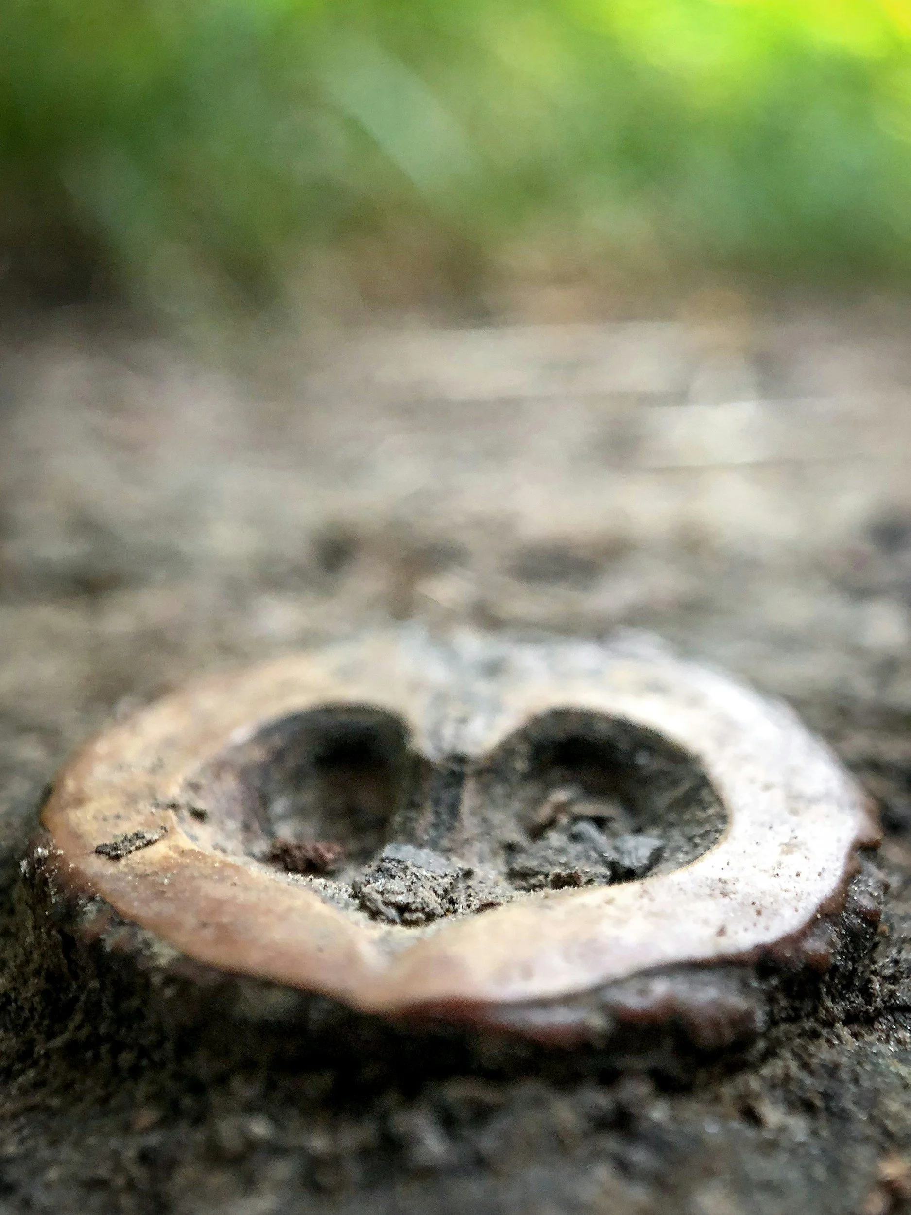 Heart shaped tree stump