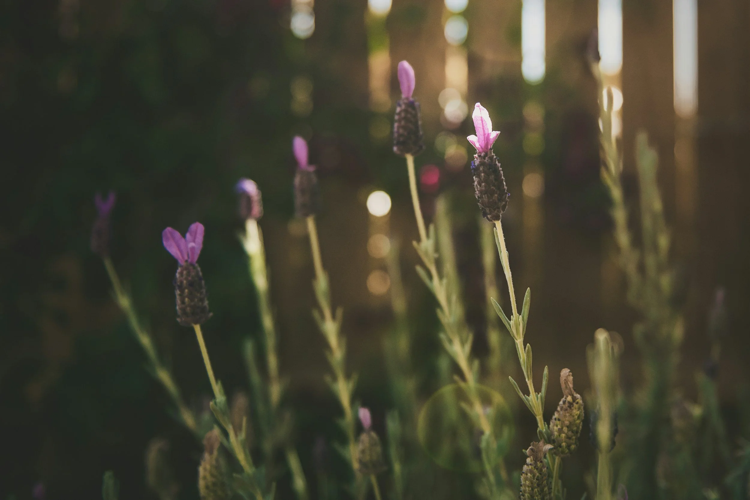 field with focus on heart shaped purple flowers