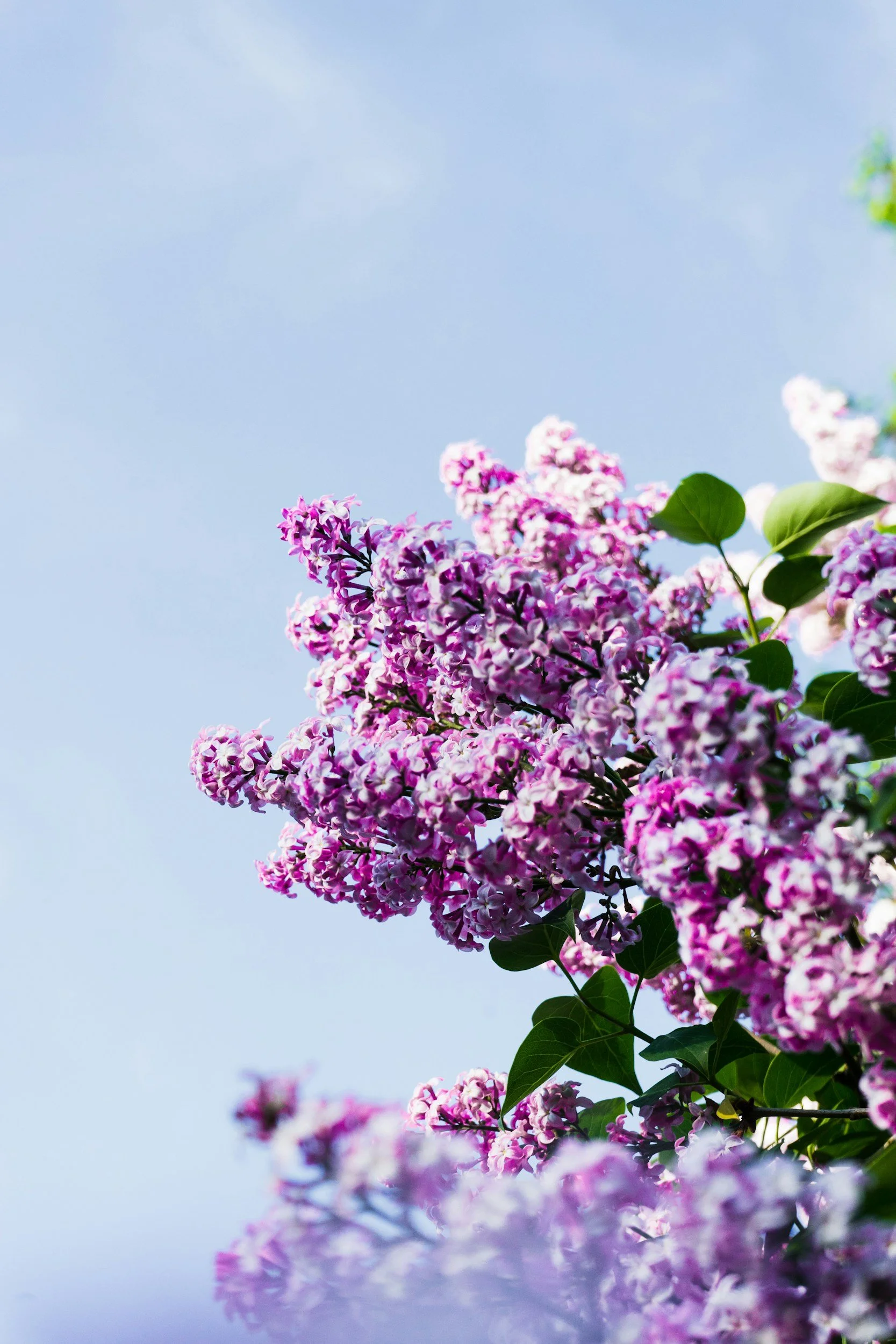 Close-up of purple and white lilac flowers against a bright blue sky with some clouds.
