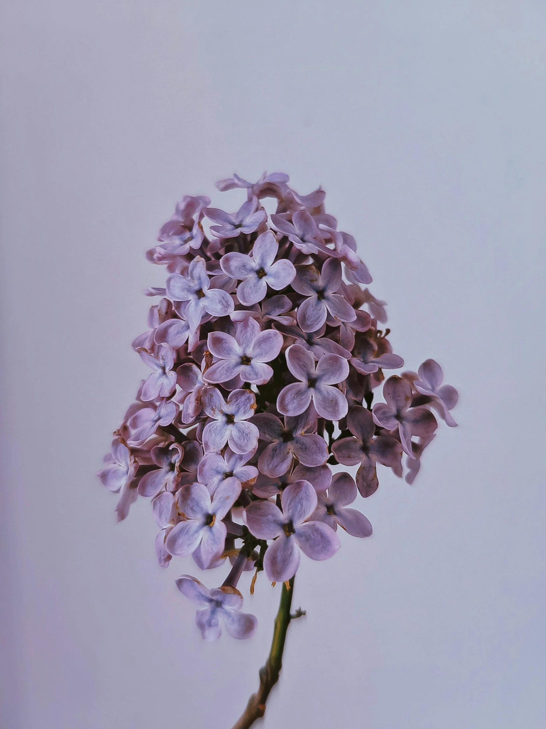 Close-up of a purple lilac flower cluster against a plain background.
