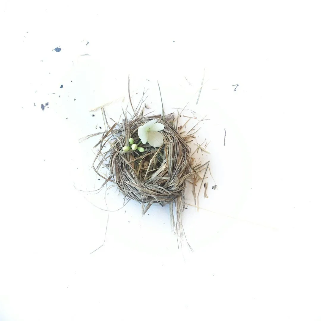 Small bird's nest with a white flower and green buds inside, on a white background.