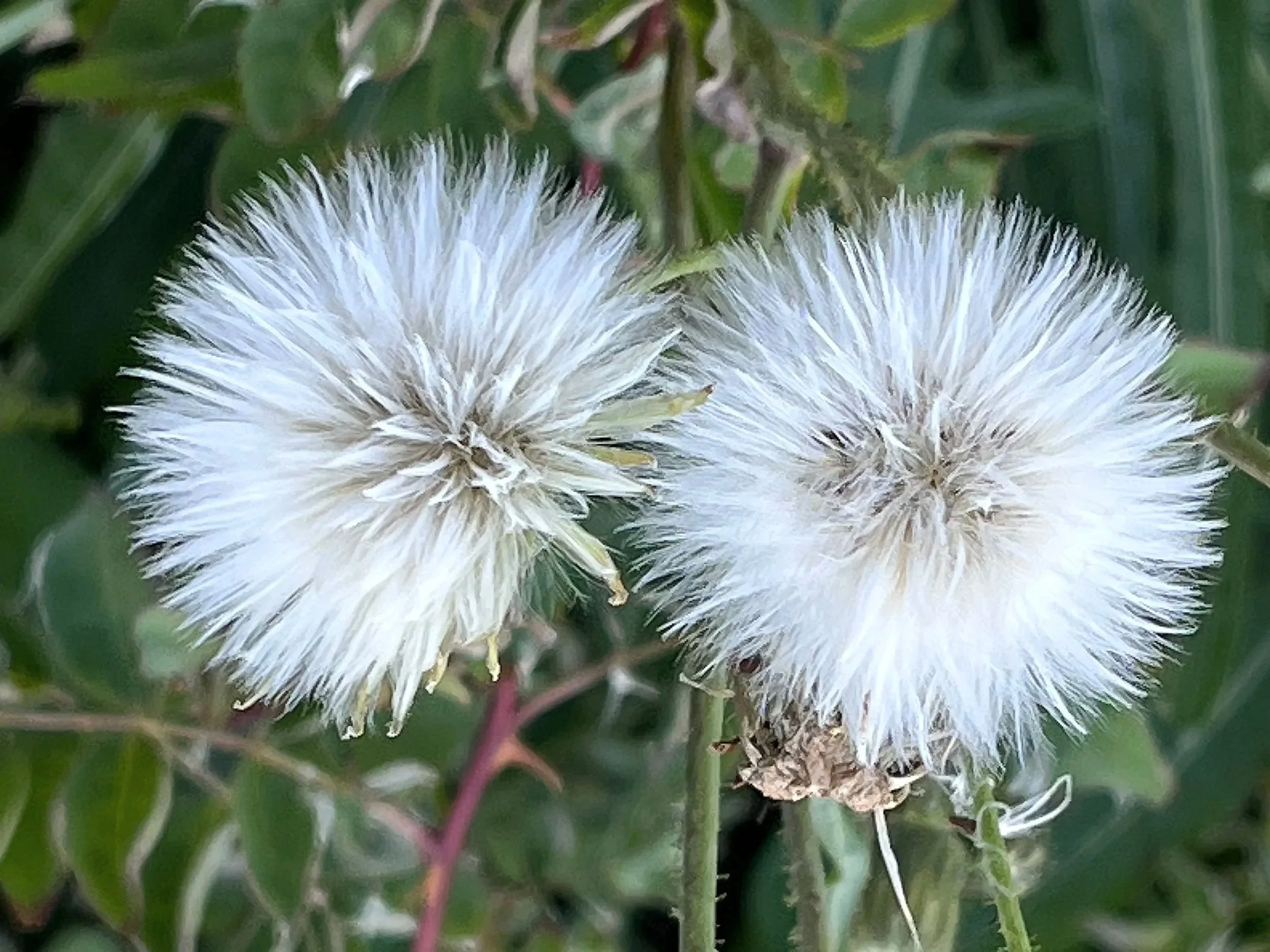 Close-up of two white fluffy flowers on a green bush with leaves in the background.