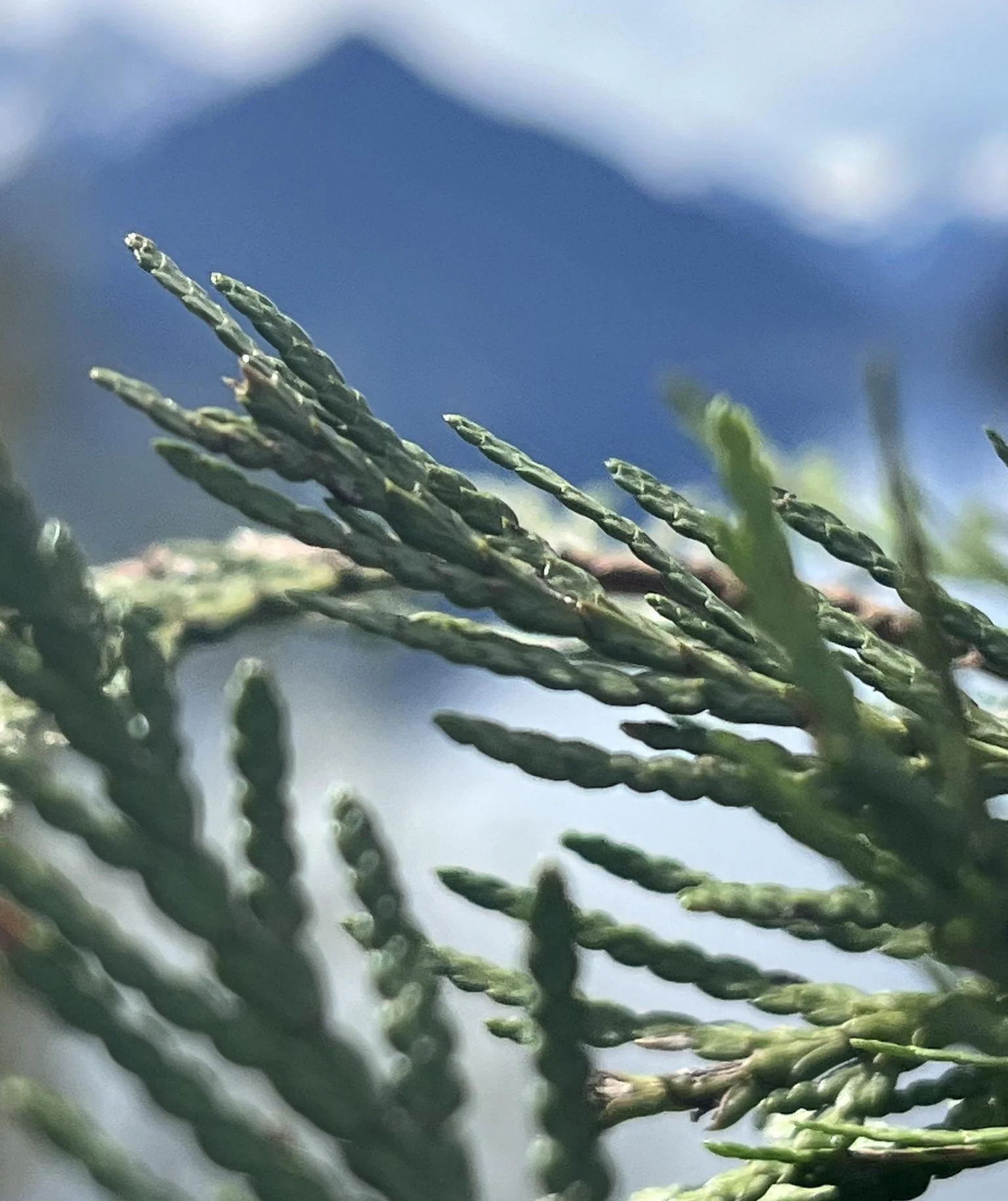 up close shot of green cedar tips, fully grown with a blurred out sky background and mountain range