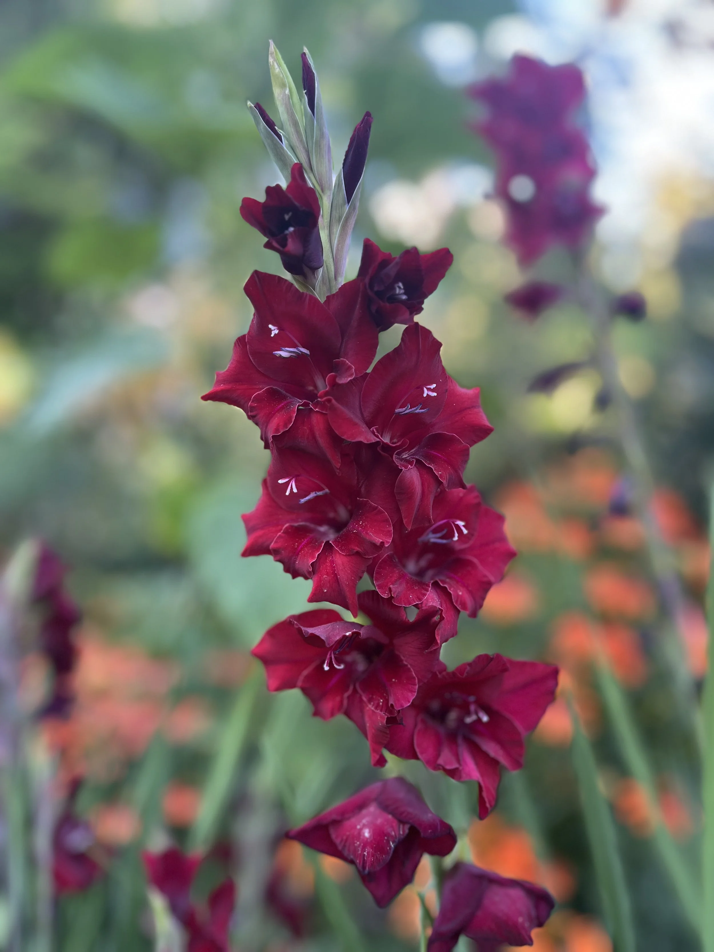 Close-up of a tall red and purple flower with a blurred green and orange background.