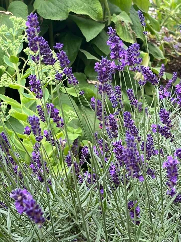 Close-up of purple lavender flowers growing among green leaves.
