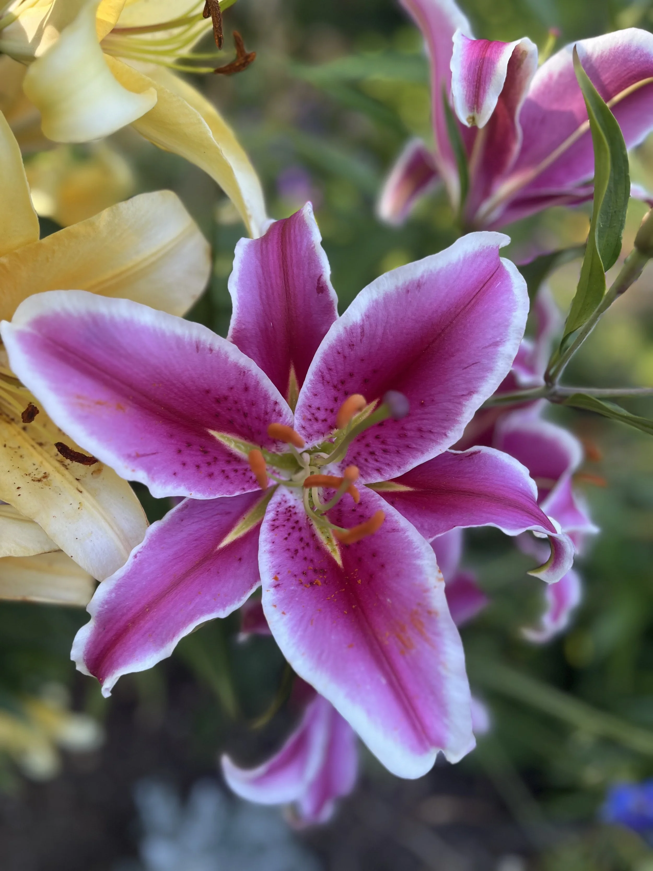 Close-up of pink and white lily flowers with green foliage in the background.