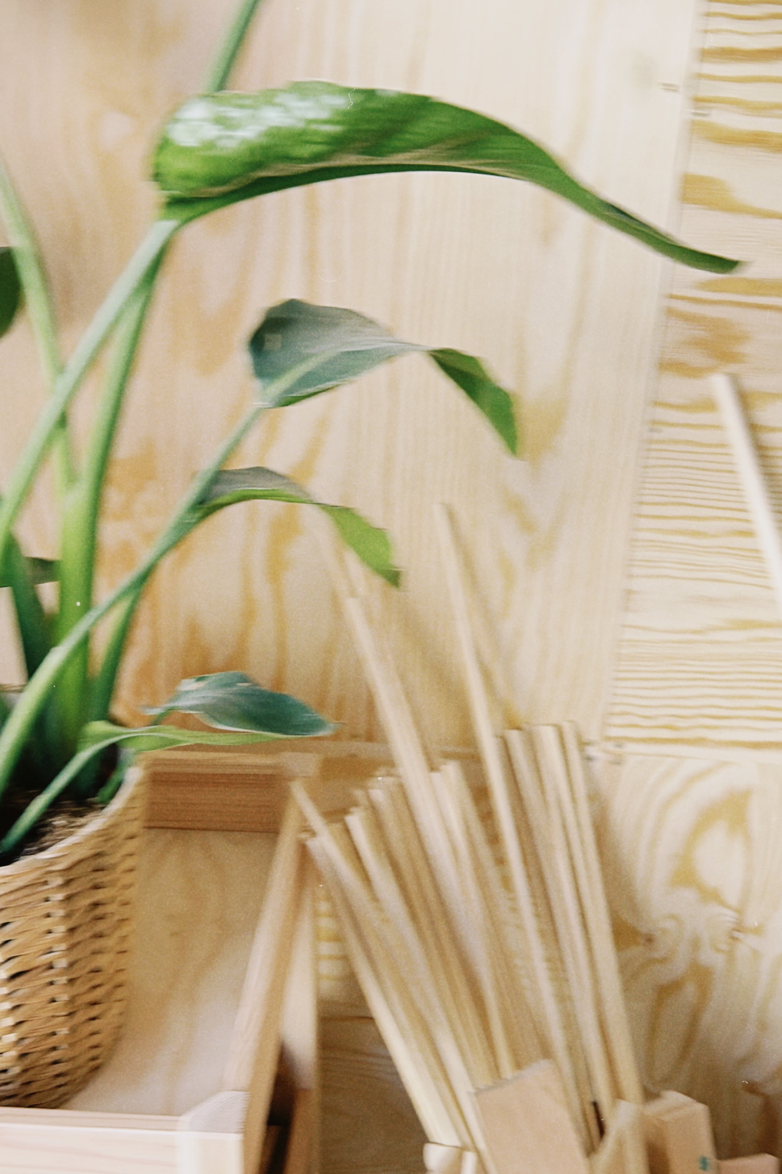 Ein Pflanzenkübel mit grünen Blättern vor einer helblauen Wand mit gelben Streifen.