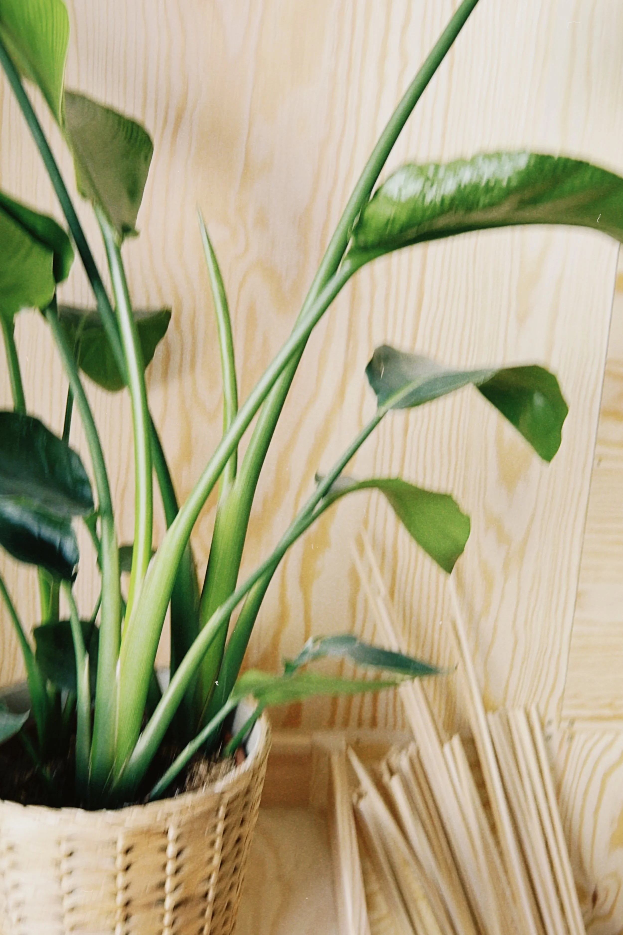 Illustration & Botanik – Unperfekt Perfekt