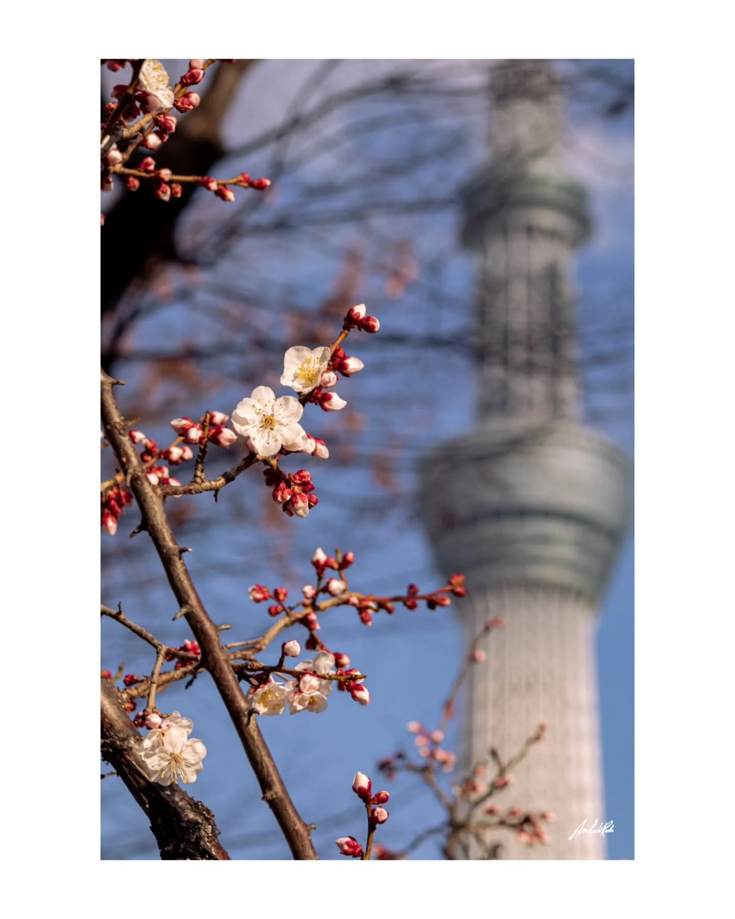 S&iacute;mbolo da primavera em Tokyo
.
Inicio de uma jornada, em breve uma nova s&eacute;rie sobre as paisagens de Tokyo.
.
#ARphotos
#annainventandomoda 
#Tokyo 
#tokyoskytree 
#sumida