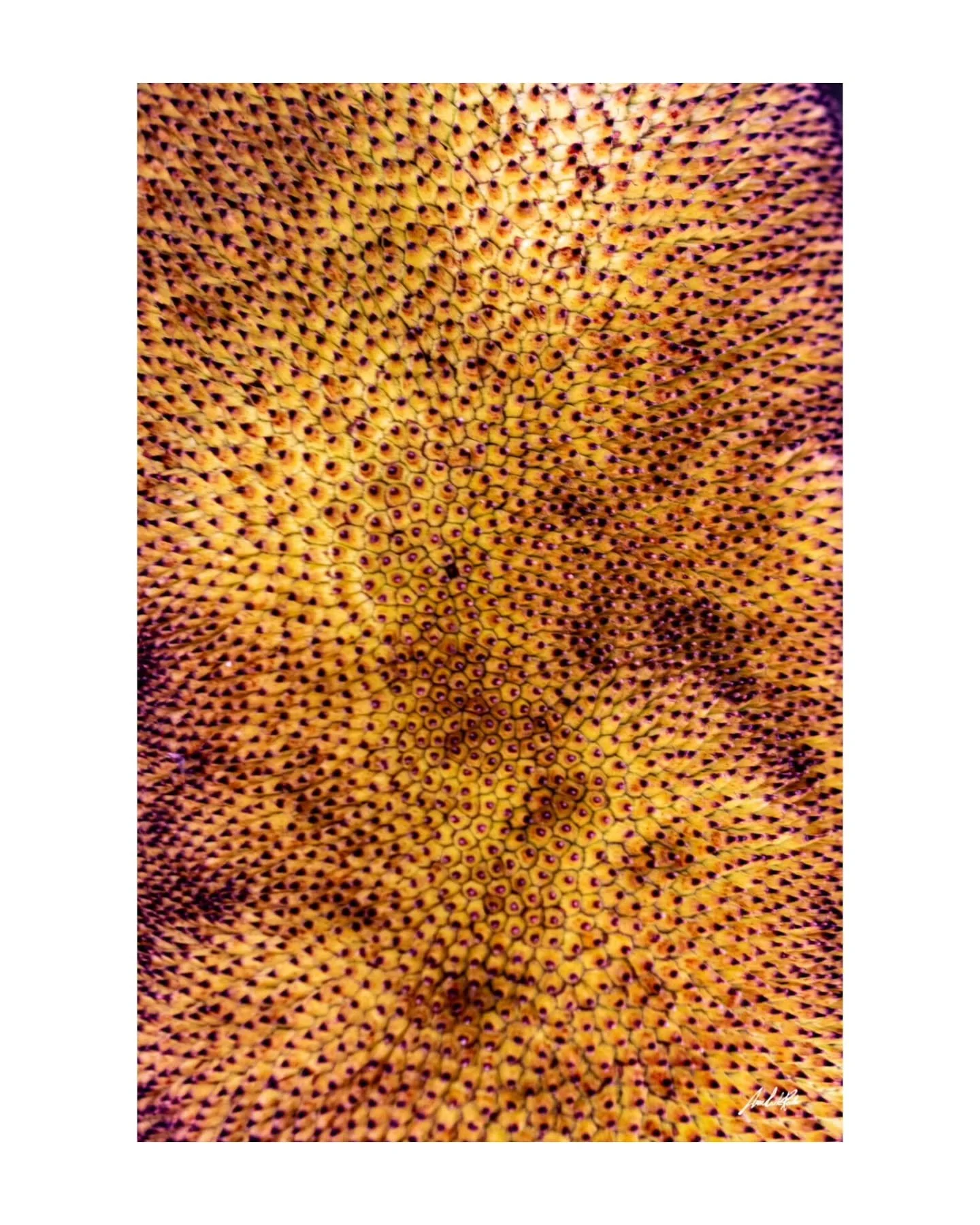 Botando - Karp&oacute;s
.
Formas naturais que encantam

diferentes texturas, formas e cores

Por todo lugar que se olha, habita a vida bot&acirc;nica

&Acirc;nthos, karp&oacute;s, f&yacute;llos e st&eacute;lechos

flores, frutos, folhas e caules

Sut