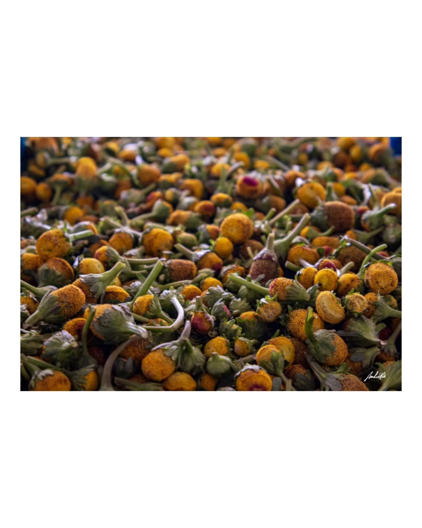 Botan&eacute; - &Acirc;nthos 
.
Formas naturais que encantam

diferentes texturas, formas e cores

Por todo lugar que se olha, habita a vida bot&acirc;nica

&Acirc;nthos, karp&oacute;s, f&yacute;llos e st&eacute;lechos

flores, frutos, folhas e caule