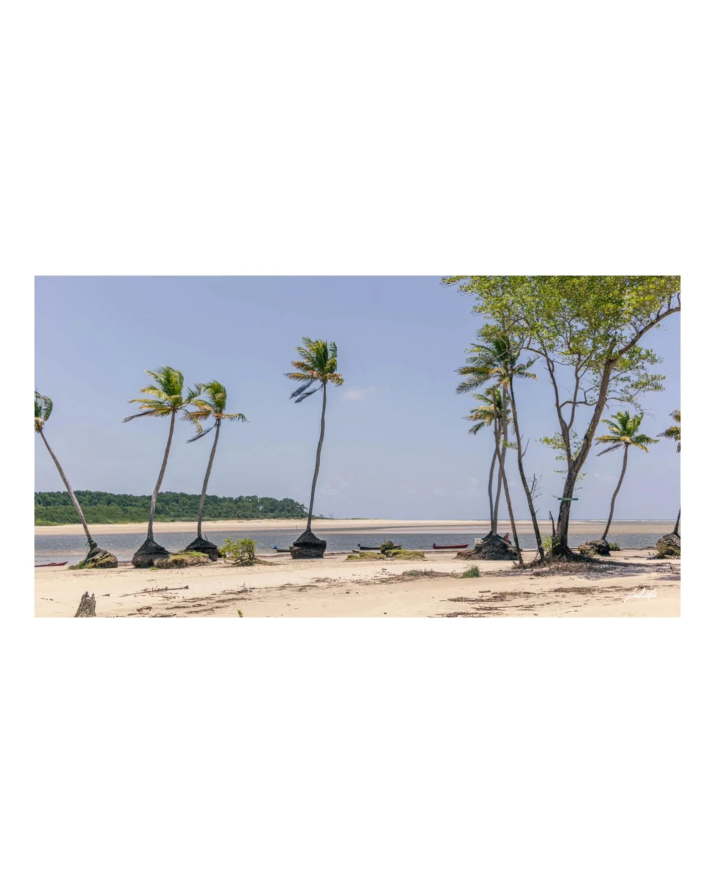 Praia de rio e mar,
parece feita s&oacute; de areia,
um manto claro que se alonga
at&eacute; onde o olhar vagueia.
Mas, ao observar, revelam-se
&aacute;rvores de ra&iacute;zes altas,
um mangue silencioso,
paisagem rara e exalta.
Mistura viva de bioma