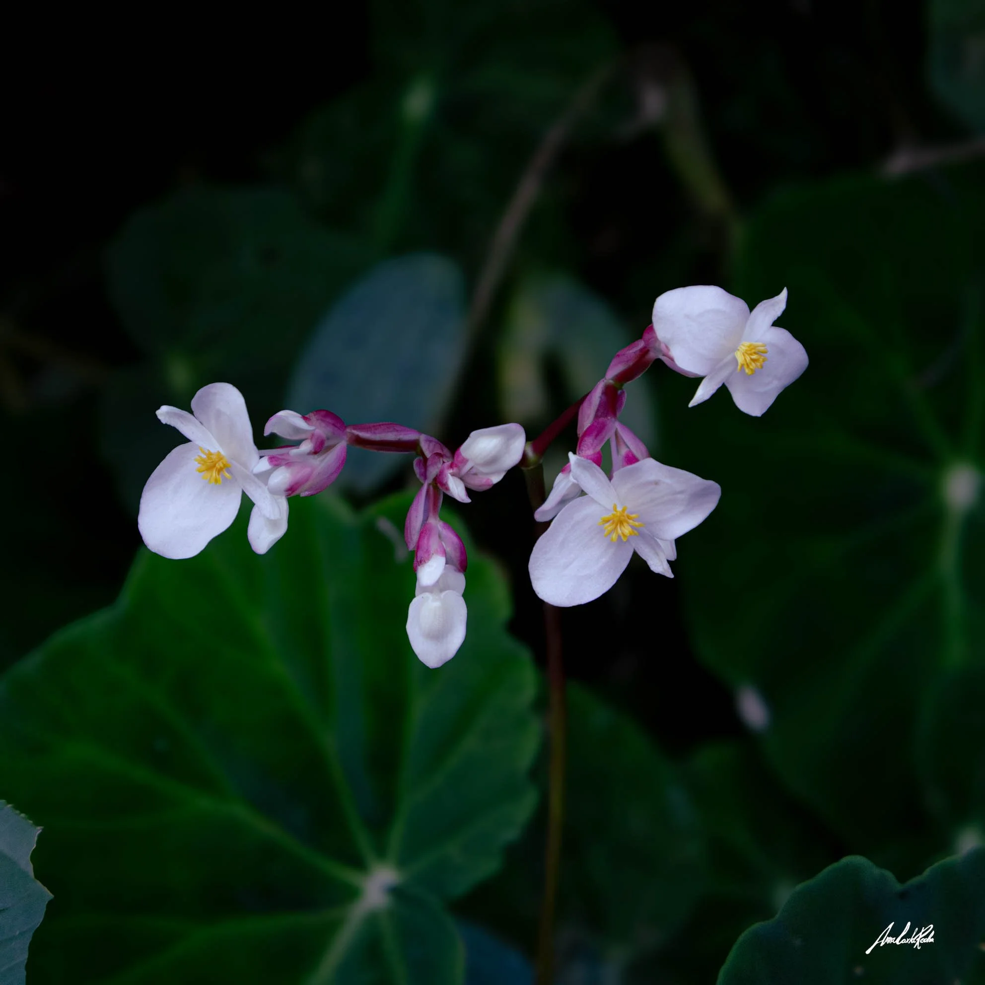 Orquídea pipoca