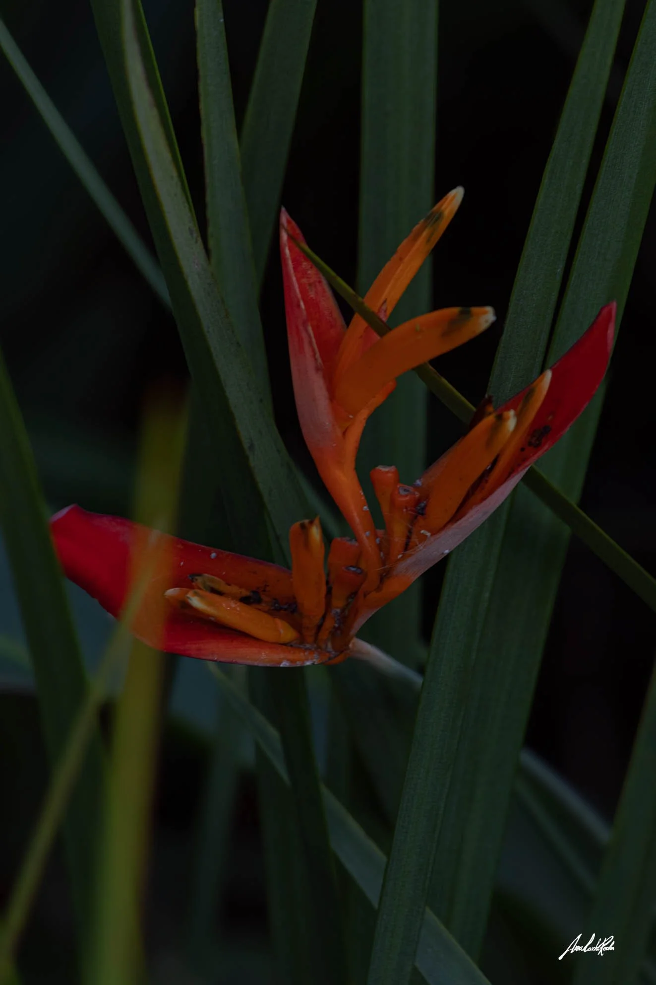 Helicônia I