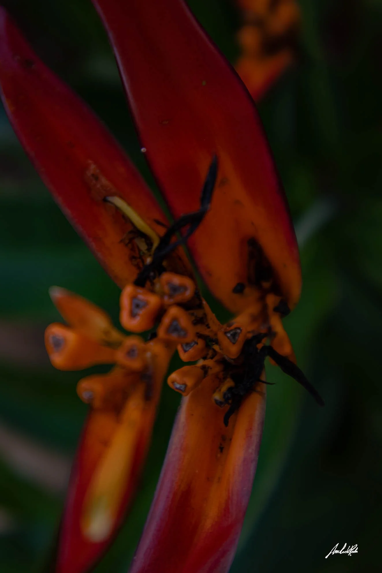 Helicônia II