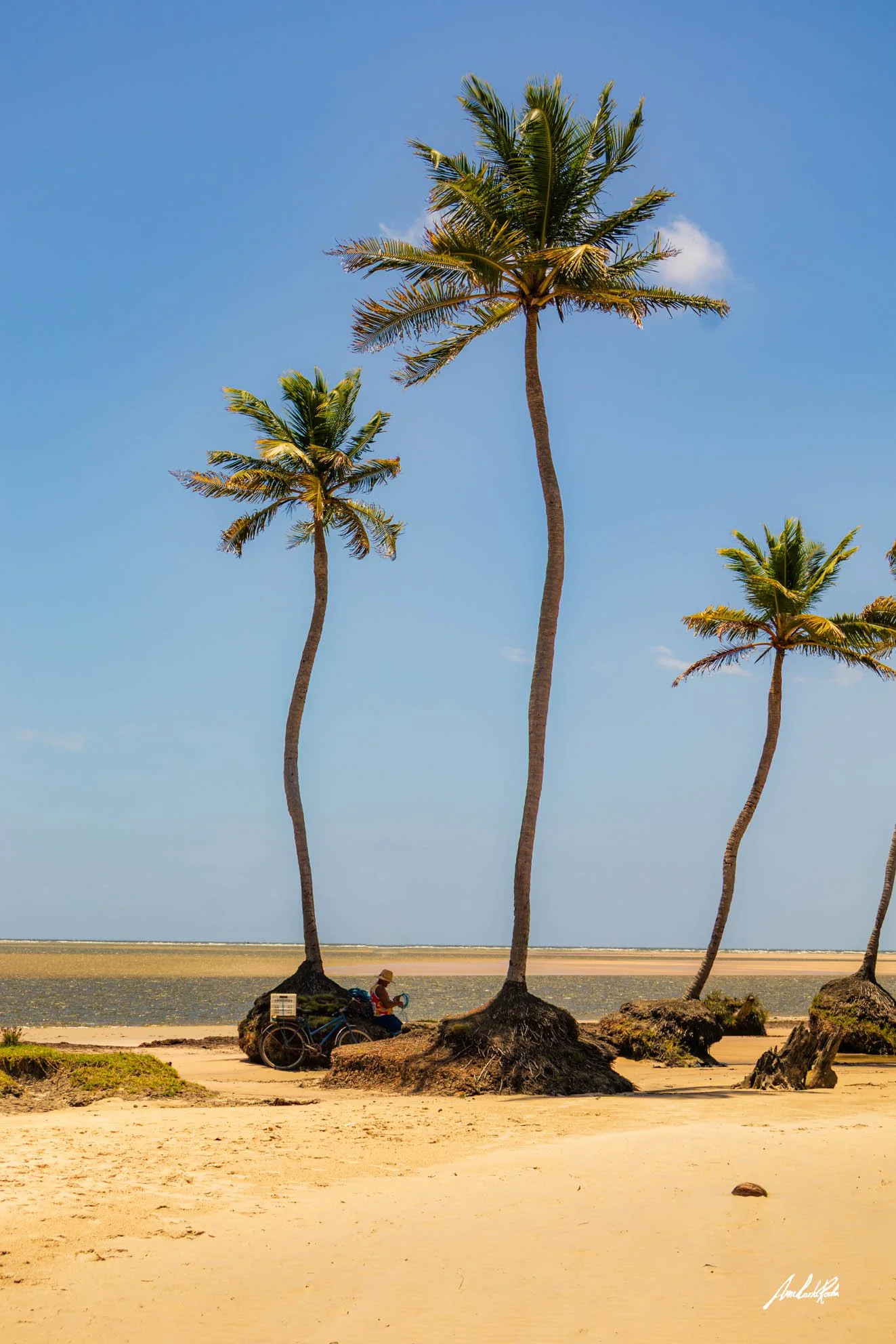 Sombra de palmeira em Marajó