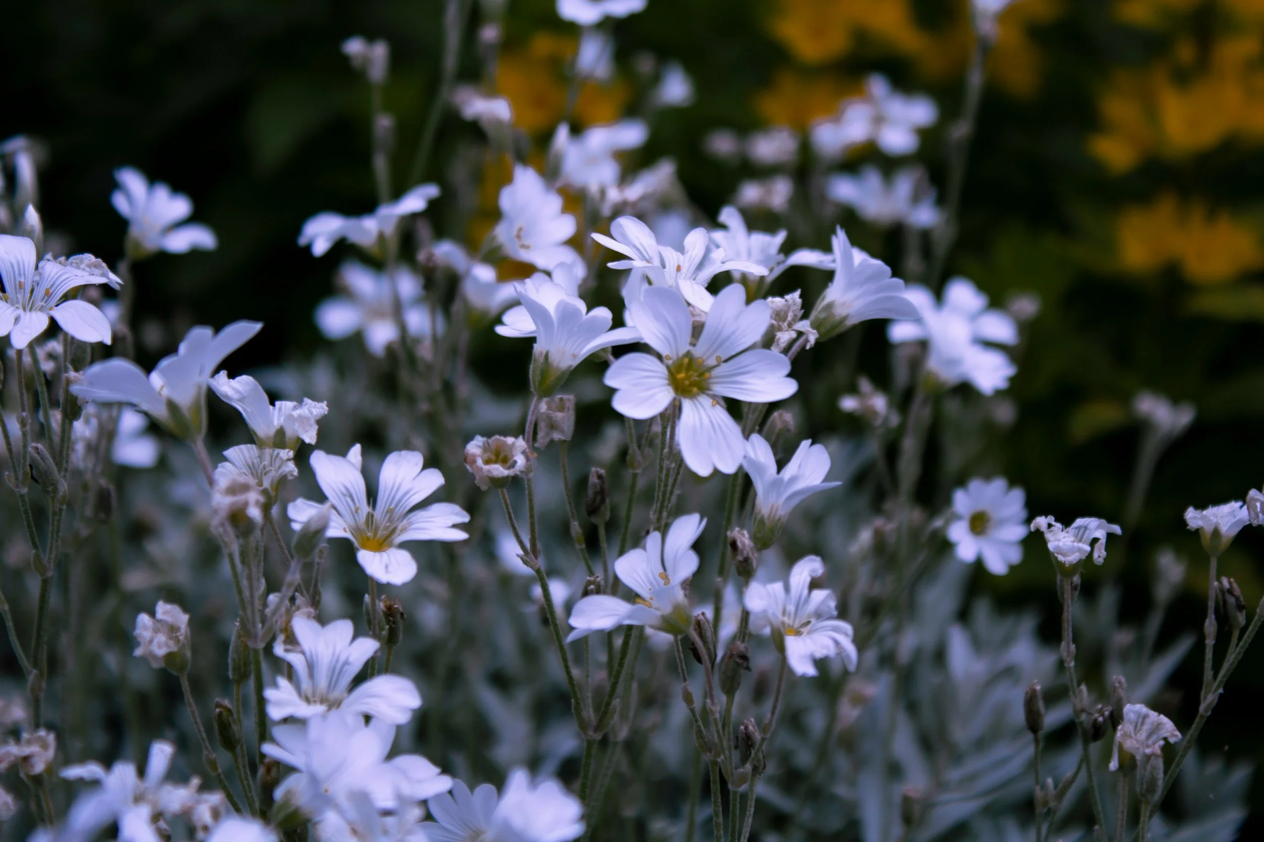 Close-up of white flowers with yellow centers and green stems against a dark background, with some yellow flowers in the distance.