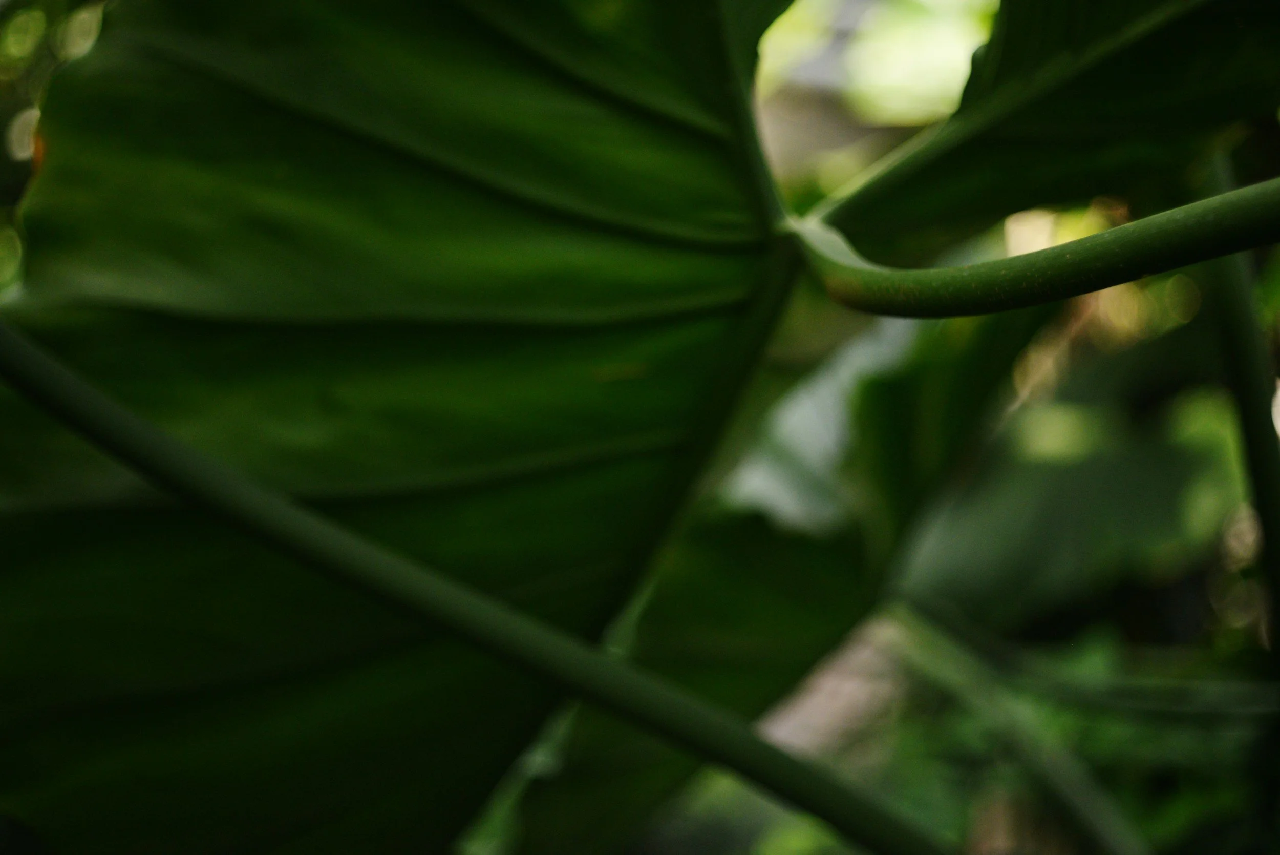 Close-up of green plant leaves with overlapping edges and a branch or stem crossing through the image.