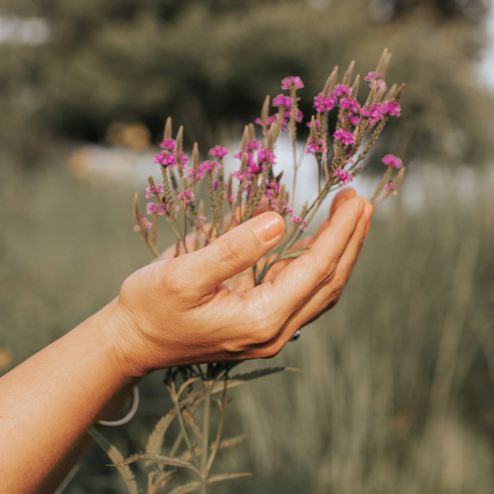 A person's hand holding a bunch of small pink flowers on stems, with a blurred natural background.