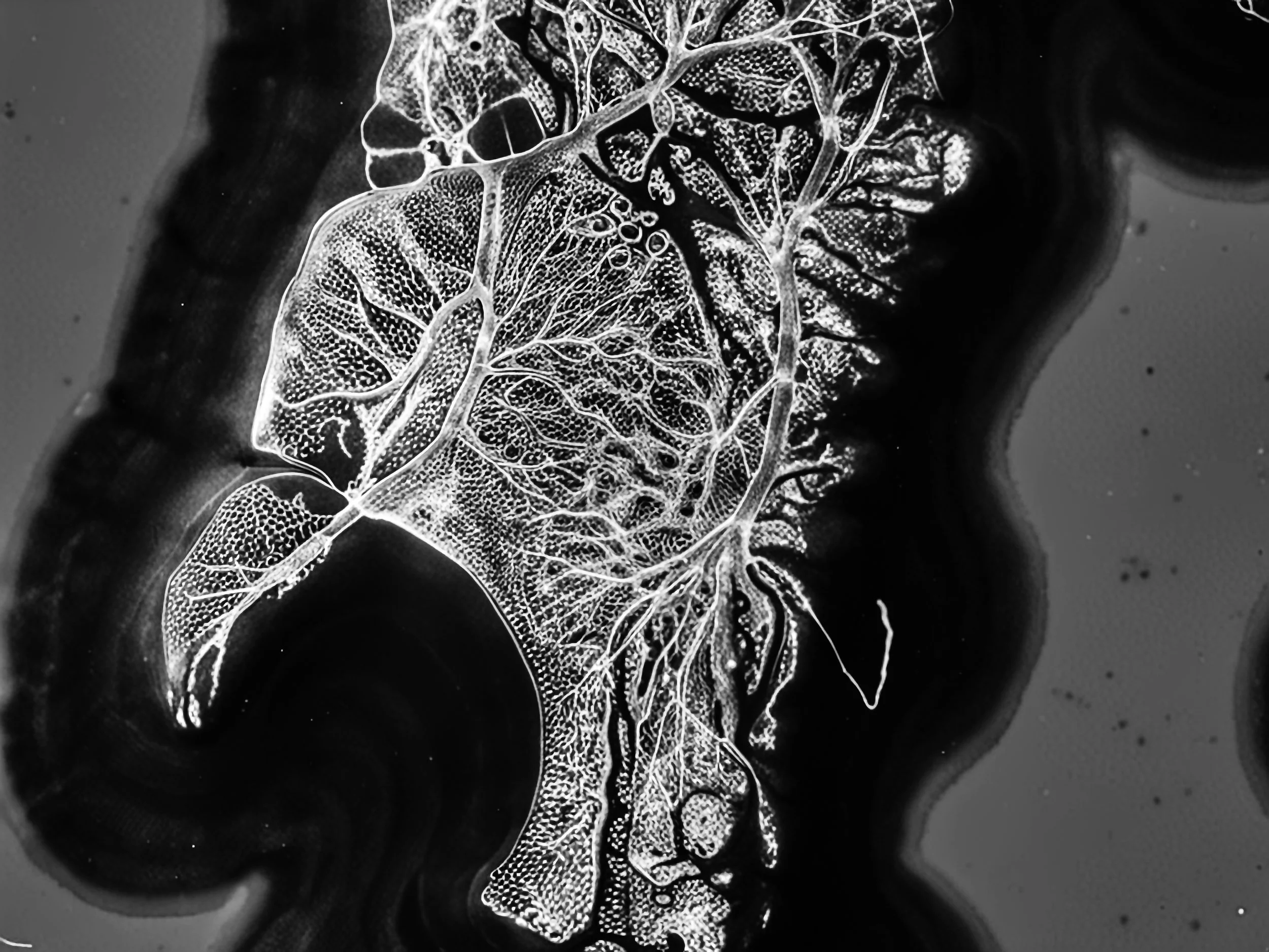 SPECIMEN REF: #009 TARGET LOCATION: MUMBAI, INDIA LAT: 19°04'33"N // LON: 72°52'39"E ALT: 10.000 METERS // ORIENTATION: TRUE NORTH / NADIR