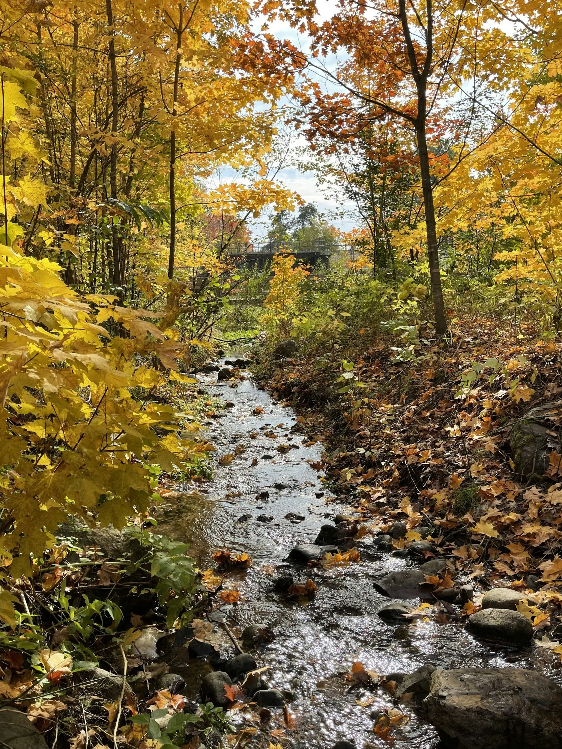 Leaves on a stream. Acceptance and Commitment Therapy (ACT) for Anxiety, OCD, PTSD and Chronic Pain via online therapy