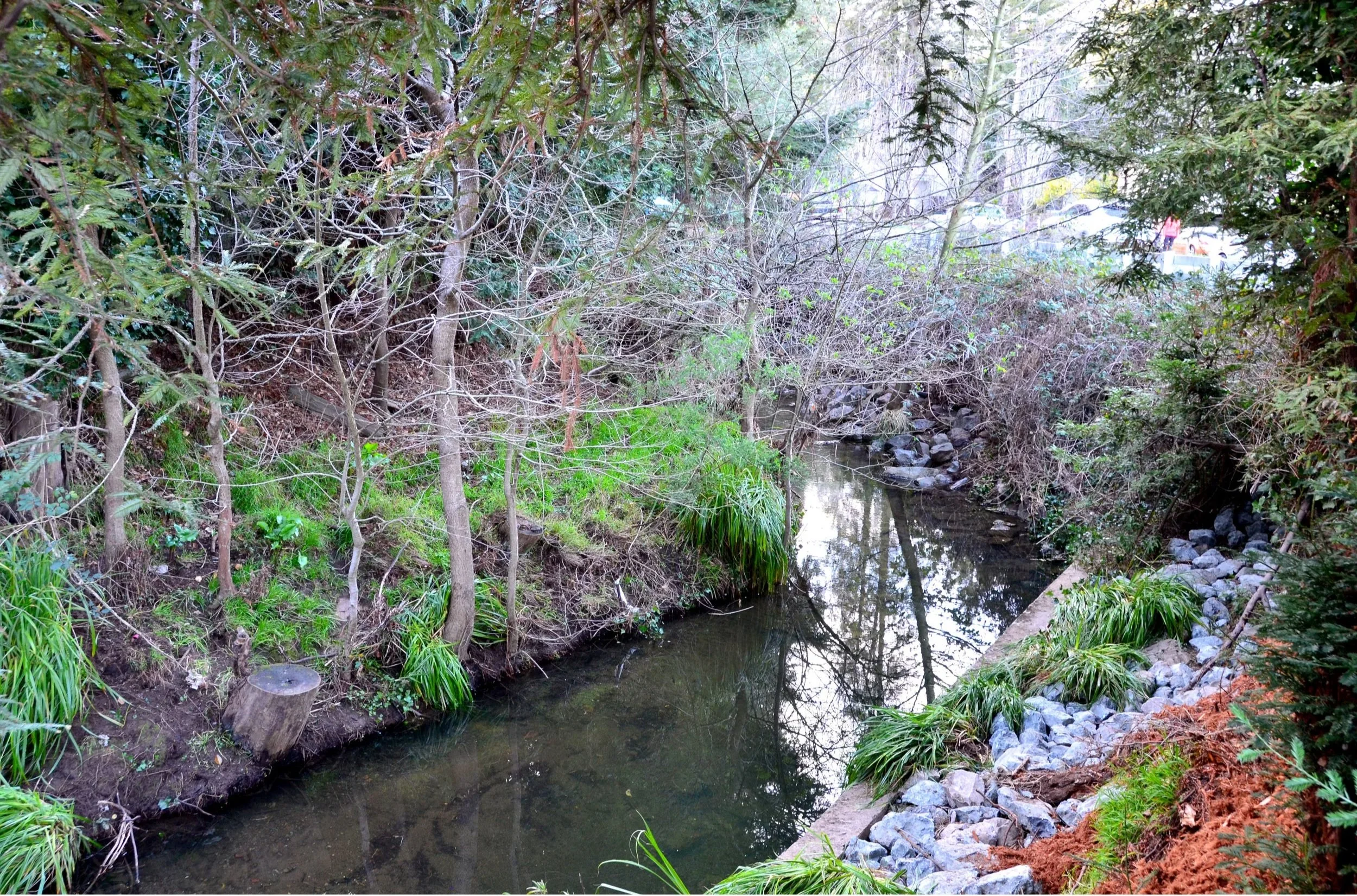 A small creek surrounded by dense trees and green bushes, with rocks along the water's edge and some parked cars visible in the background.