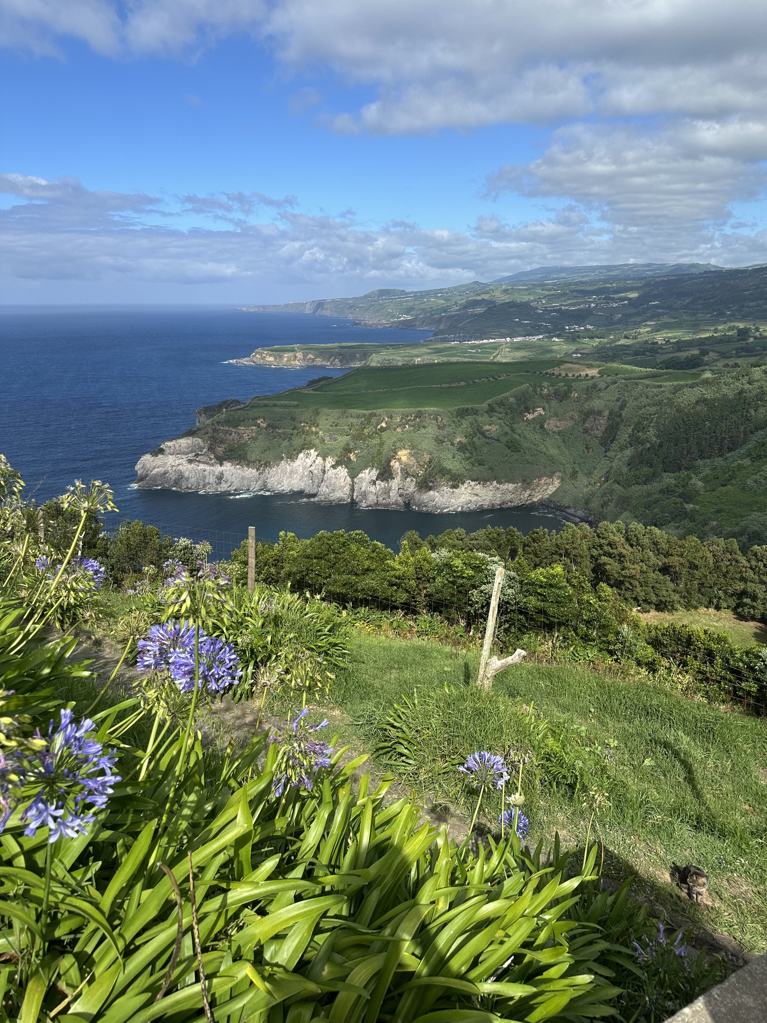 Scenic view of coastal cliffs with green fields and the ocean under a partly cloudy sky, including blooming purple flowers and a small cat near the bottom right corner.