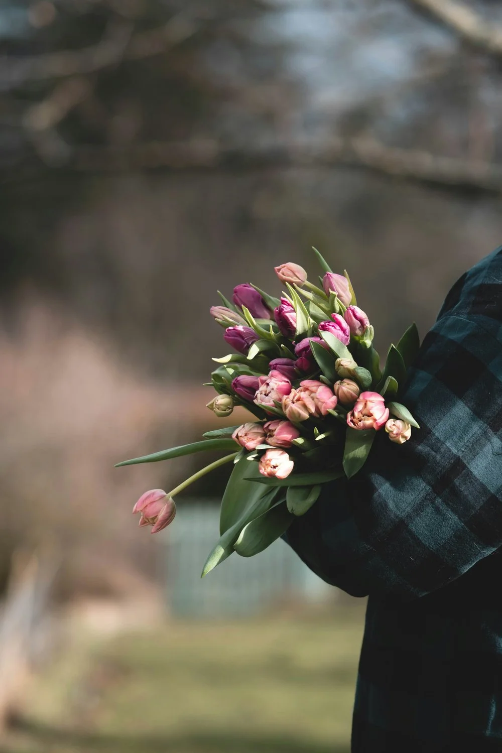 Person cradling a bouquet of pink and purple tulips, representing care and new beginnings