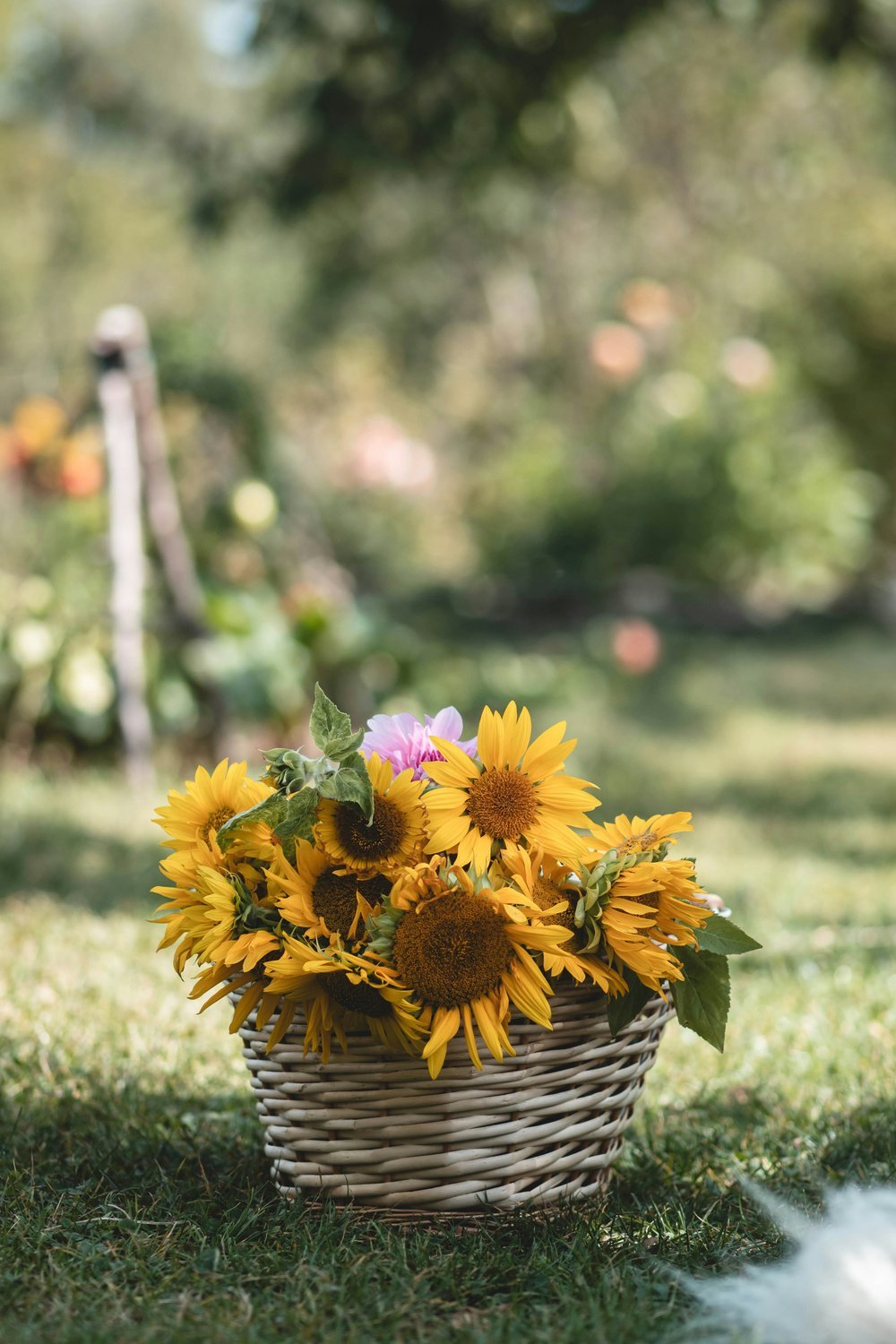 A wicker basket filled with sunflowers on a garden lawn, representing joy and warmth