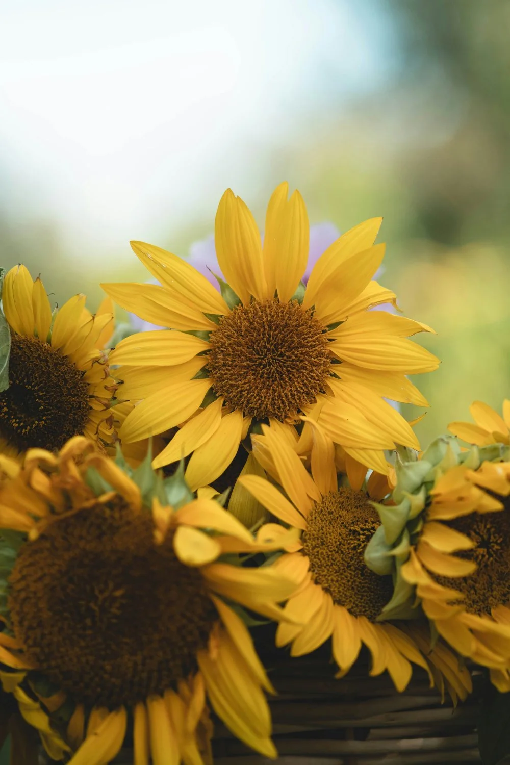 Close-up of bright yellow sunflowers in a basket, evoking warmth and an open welcome