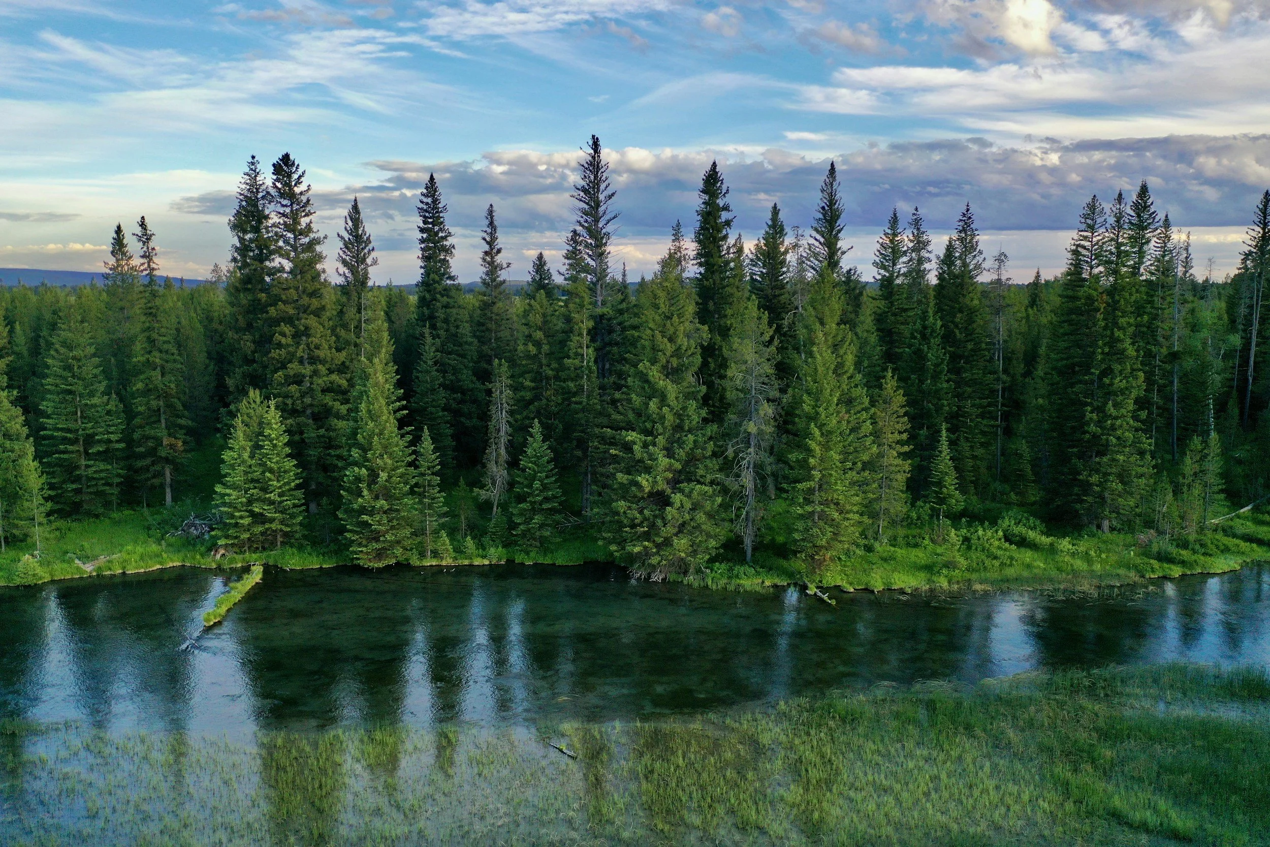 A forested landscape with tall evergreen trees and a river or creek running through it, under a partly cloudy sky.